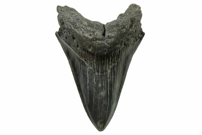 Sharply Serrated, Fossil Megalodon Tooth - South Carolina #383644